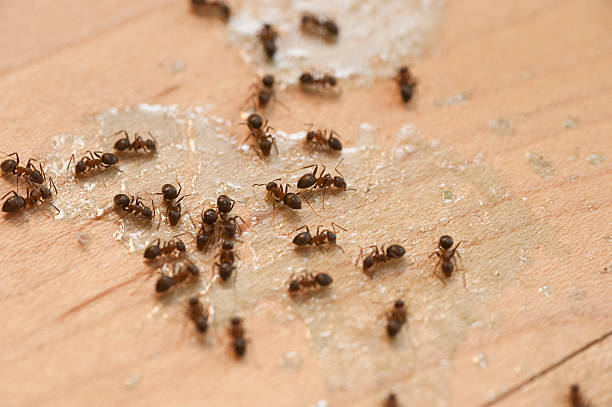 Best Termite Control Services  in Phoenix, IL